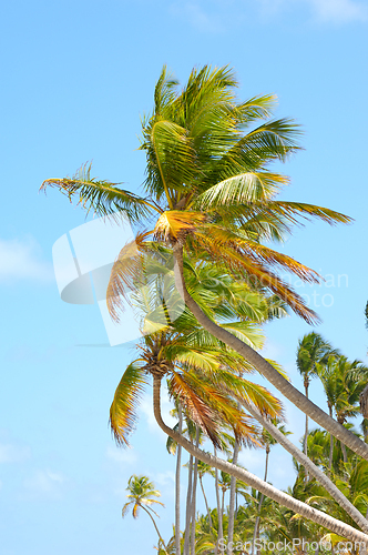 Image of Palms and blue sky