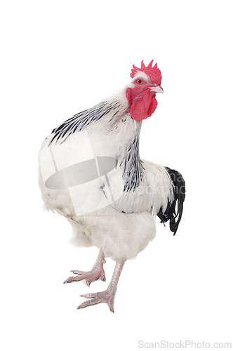 Image of Rooster on white background