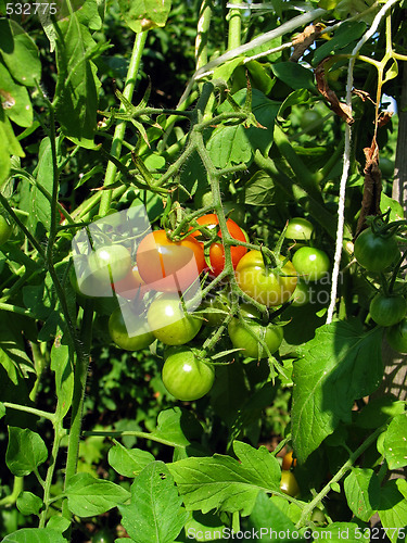 Image of fresh tomatoes 