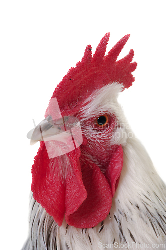 Image of Head of rooster on white background