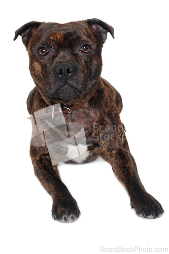 Image of Staffordshire Bull Terrier dog 