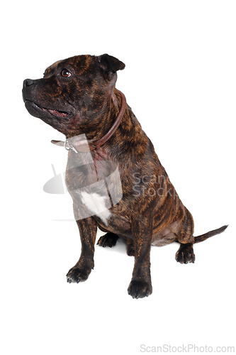 Image of Staffordshire Bull Terrier dog 