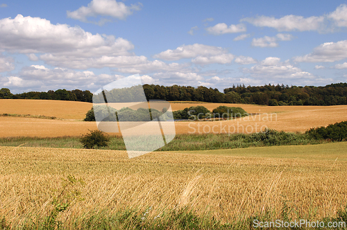Image of Cornfield and clouds