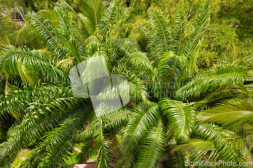 Image of Palm tree forest. 