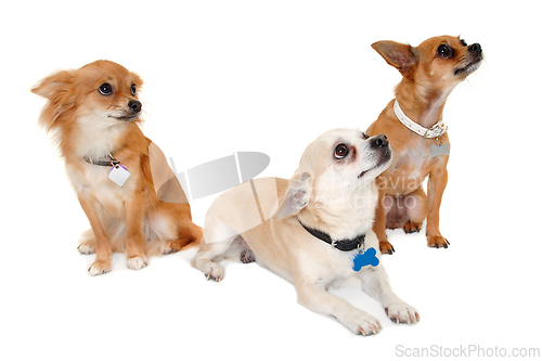 Image of Three happy chihuahua puppy dogs on a white background