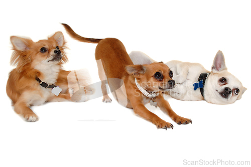 Image of Three happy chihuahua puppy dogs on a white background
