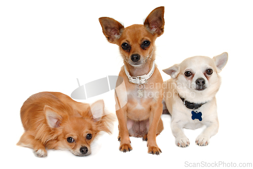 Image of Three happy chihuahua puppy dogs on a white background