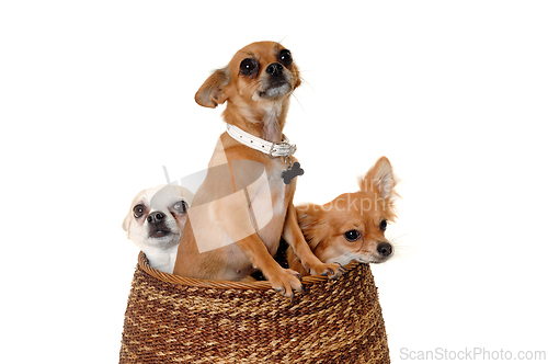 Image of Three happy chihuahua puppy dogs on a white background