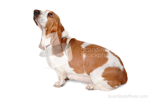 Image of Sad Basset Hound  dog on a white background