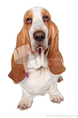 Image of Sad Basset Hound  dog on a white background