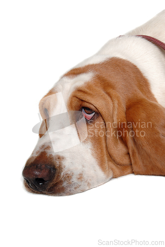 Image of Sad and sick Basset Hound  dog on a white background