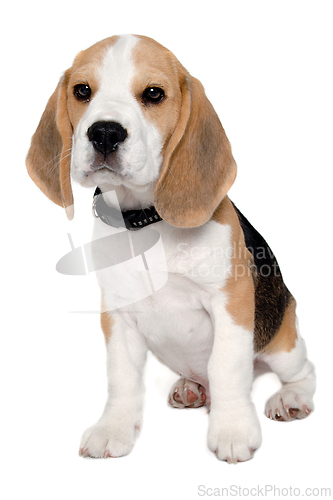 Image of Sad beagle puppy dog on a white background 