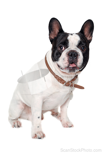 Image of French Bulldog  dog on a white background