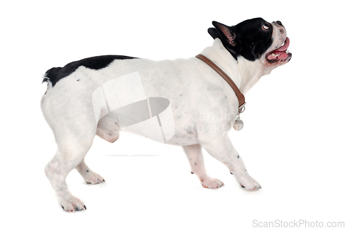 Image of French Bulldog  dog playing  on a white background