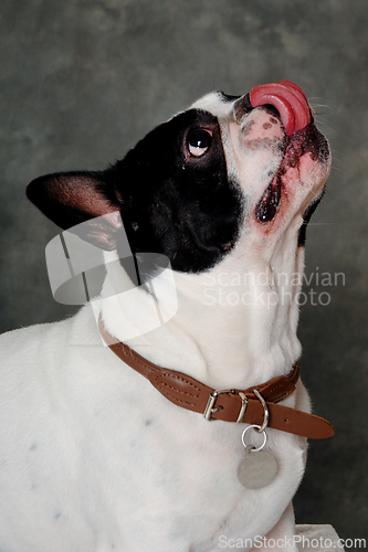 Image of French Bulldog  dog 