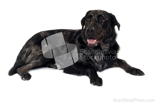 Image of Happy dog on a white background