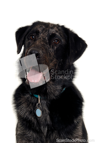 Image of Face of a happy dog on a white background