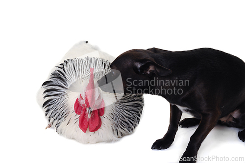 Image of Puppy dog and rooster
