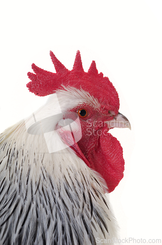 Image of Head of rooster on white background