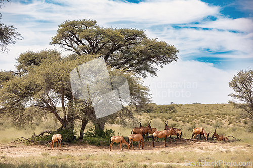 Image of Red Hartebeest, , Alcelaphus buselaphus caama in Kalahari South Africa