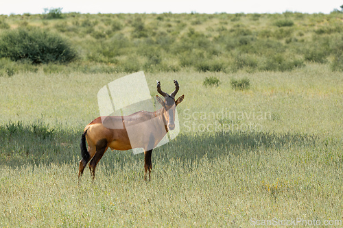 Image of Red Hartebeest, , Alcelaphus buselaphus caama in Kalahari South Africa