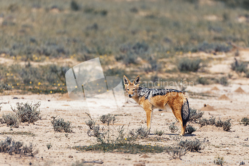 Image of Black-backed jackal, Canis mesomelas South Africa, safari wildlife