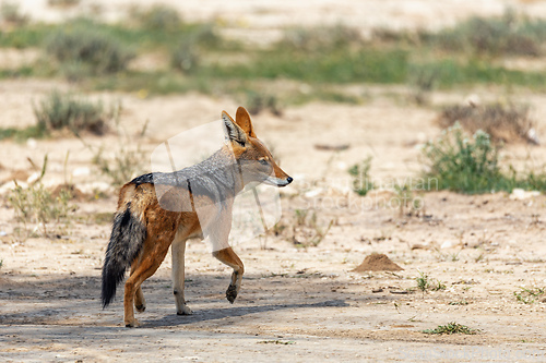 Image of Black-backed jackal, Canis mesomelas South Africa, safari wildlife