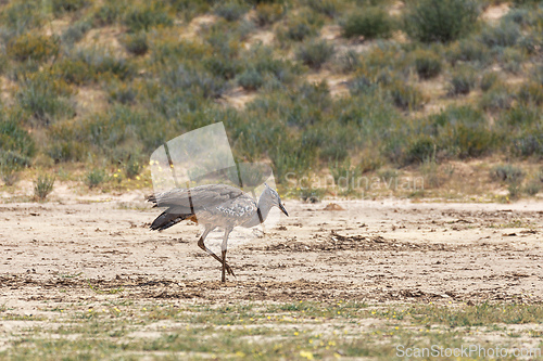 Image of Kori Bustard Kalahari South Africa