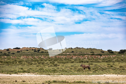 Image of Gemsbok, (Oryx gazella) in Kalahari, South Africa