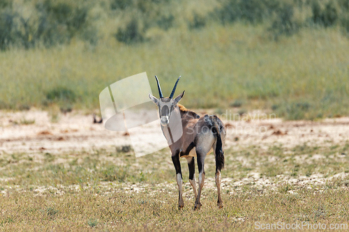 Image of Gemsbok, (Oryx gazella) in Kalahari, South Africa