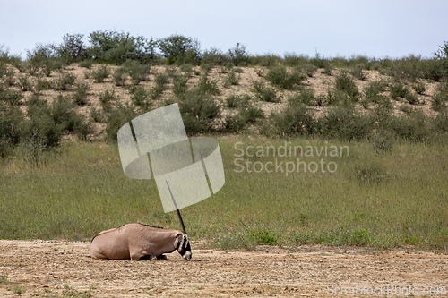 Image of Gemsbok, (Oryx gazella) in Kalahari, South Africa