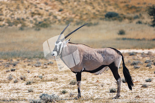 Image of Gemsbok, (Oryx gazella) in Kalahari, South Africa