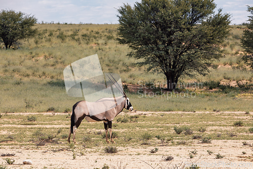 Image of Gemsbok, (Oryx gazella) in Kalahari, South Africa