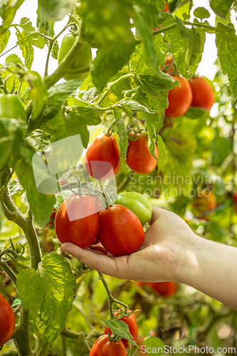 Image of Farmer holding ripe tomatoes