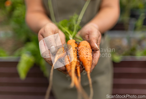 Image of Farmer is holding fresh organic carrots