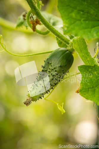 Image of Small green cucumber