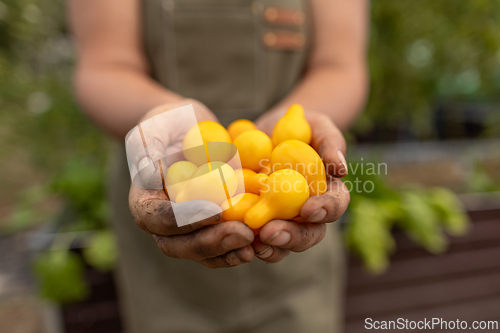 Image of Farmer is holding freshly harvested yellow tomatoes