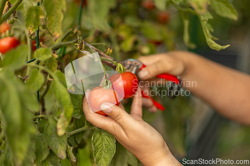 Image of Farmer harvesting organic tomatoes
