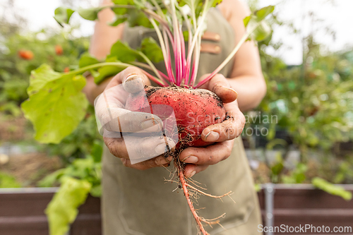 Image of Farmer is holding fresh organic beetroot