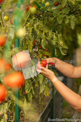 Image of Farmer is harvesting ripe red tomatoes