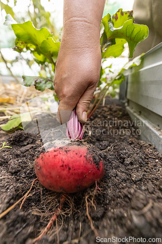 Image of Farmer is pulling a fresh red beetroot