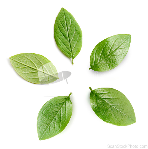 Image of fresh green leaves