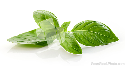 Image of fresh green basil leaf