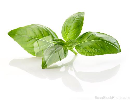 Image of fresh green basil leaf