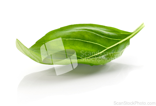 Image of fresh green basil leaf