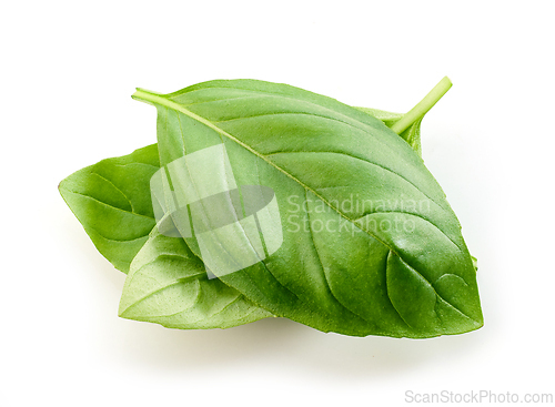 Image of fresh green basil leaf