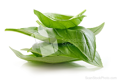 Image of fresh green basil leaf