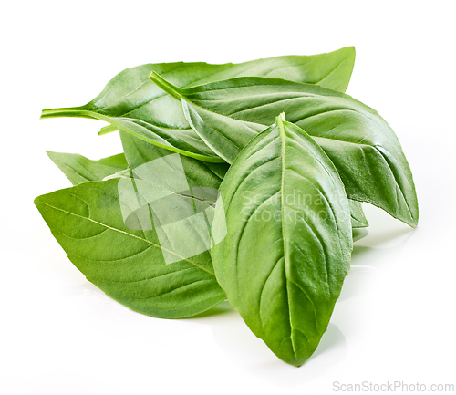 Image of fresh green basil leaf