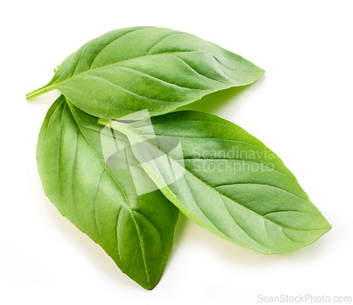 Image of fresh green basil leaf