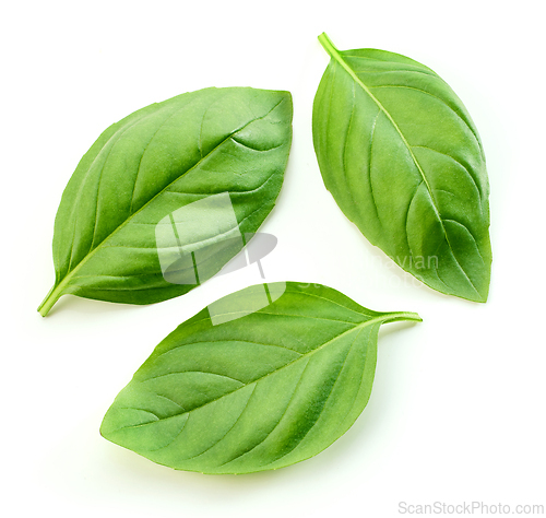 Image of fresh green basil leaf